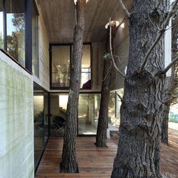 Architecture: tree preservation on site