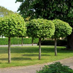 Ball maple diseases &#8211; maple tree in the garden