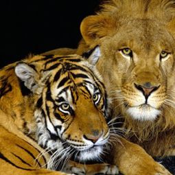 Beautiful pictures of animals from all over the world