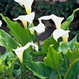 Beautiful white flowers for your garden