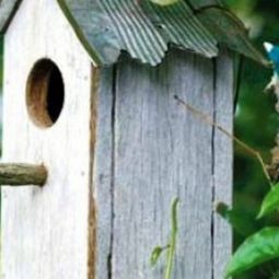 Build bird house itself – you contribute to wildlife