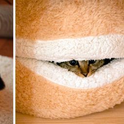 Cat Furniture Design – fun, creative cats Hide