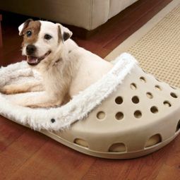 Cool dog bed in shape of a shoe