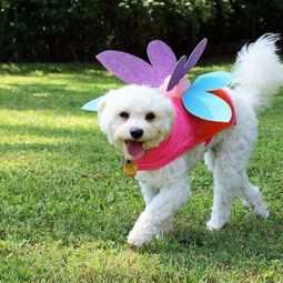 Cool Dog Clothing for Halloween