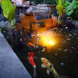 Creating a koi pond in the garden – typical extra for the Asian and tropical-inspired ambiance Garden &amp; Plants
