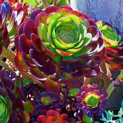 Decorative indoor plants – easy care potted plants