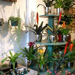 Exotic Decoration with tropical plants – how to care for bromeliads properly