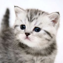 Feng Shui advice – find the best place for the litter box