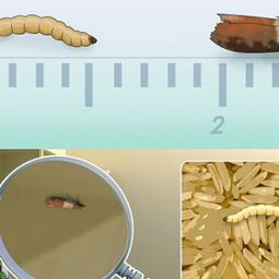 Food moths fight – effective home remedies for food moths
