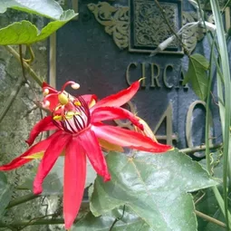 Garden and Landscaping – 5 gorgeous flowers for warm climate