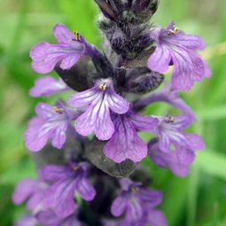 Garden plants that are easy and effective – the creeping Günsel