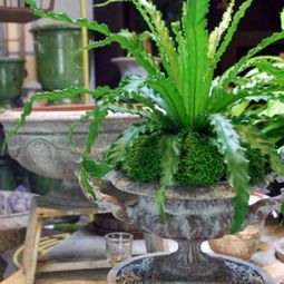 Give your home a tropical look with nest fern