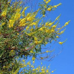 Great plant – bird of paradise shrub for a sunny southwestern style
