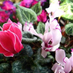 Green house plants – flowering, easy care potted plants