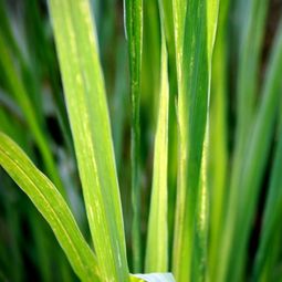 Grow your own abundant medicinal plant such as lemon grass in the garden