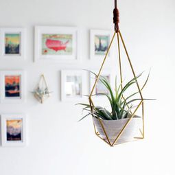 Hanging plants – hanging plants container as home accessories in the interior or exterior space