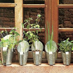 Have always friche herbal hand grasp at home – herbal plants