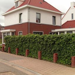 Hedge plants – stylish living fence