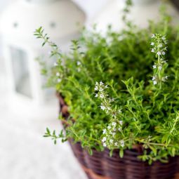Houseplants that need little light