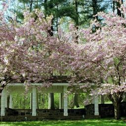 How can you fight the pollen allergy and hay fever