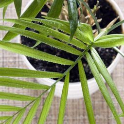 Indoor palm images – which are the typical types of palm trees?