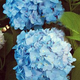 Install the most beautiful blue flowers in the garden