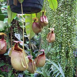 Just make a summer oasis by a few tropical plants in flowerpot