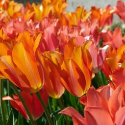 Landscaping Ideas with spring flowers – the beauty of tulips