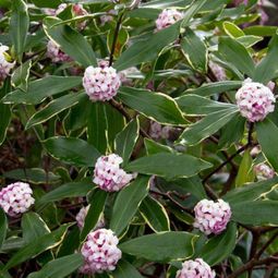 Landscaping in winter – 6 flowers for great colors