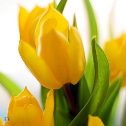 Landscaping Tips – How you can maintain your bulbs yet