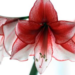 Landscaping Tips – How you can plant your favorite flowers?