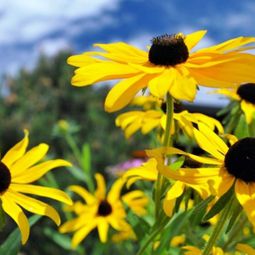 Landscaping Tricks and tips for a healthy and attractive garden
