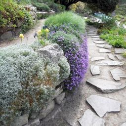 Landscaping with perennials, which come from the high mountains