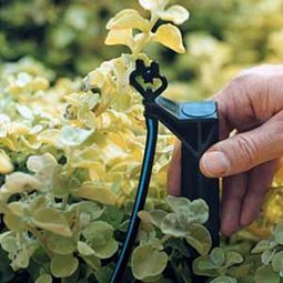 Make garden and landscaping with a little water