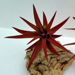 Modern planters designed for air plants from experts