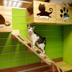 Modular Cat Climbing Wall of Catswall