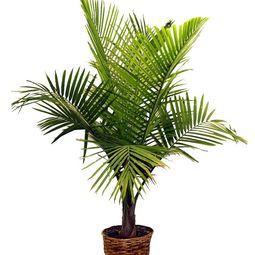 Palm species as house plants – hardy, exotic solutions