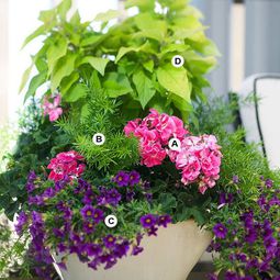 Perfect flower containers for your geraniums – Landscaping