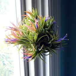 Plant Care – air plants as a great decoration