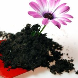 Plant seeds directly in the garden &#8211; suitable seed varieties