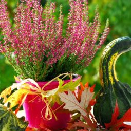 Pretty balcony plants for the cold season