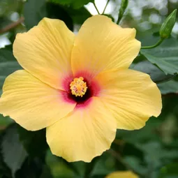 Rain garden &#8211; use the rain water and create a beautiful garden