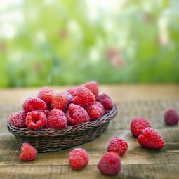 Raspberries in the garden planting – useful tips