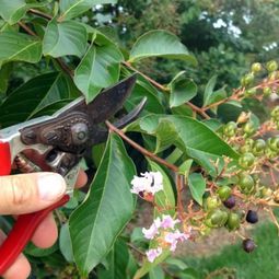 Rose pruning in spring or autumn – cut roses properly