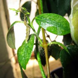 Spider mites fight – take the right measures