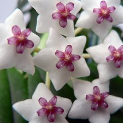 Sturdy houseplants – popular, easy care potted plants