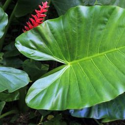 The taro plant – knowing and practical tips