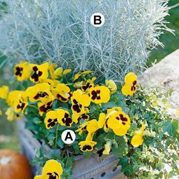 Useful tips for gardening in autumn