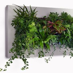 Wall decoration with plants – Live Picture refreshes the air and ambience