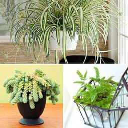 What indoor plants need little light?